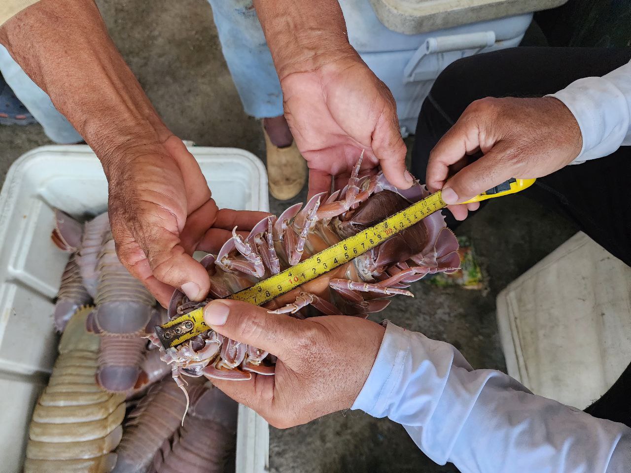 Micromisión Tahalí