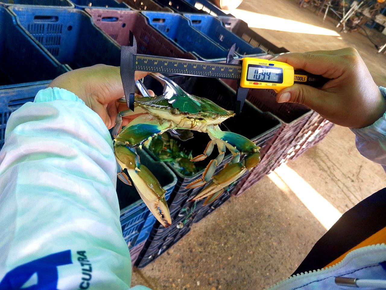 Medición de cangrejo