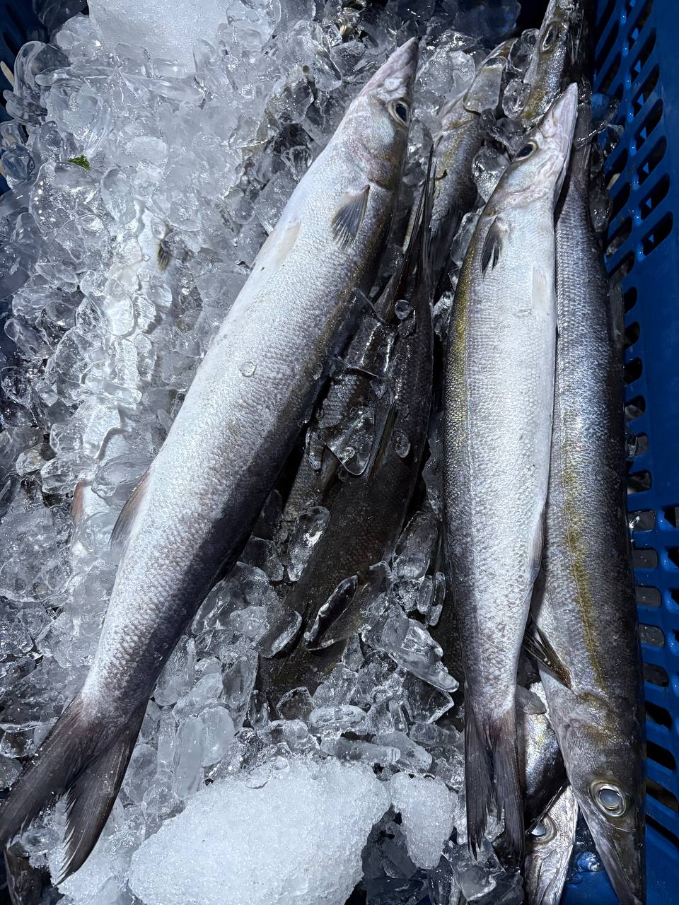 Micromisión Sardina